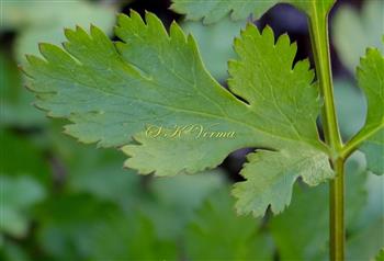  Lower leaf-Ultimate leaf segment